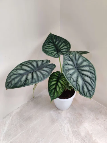 Alocasia Dragon Scale (6 Inch)