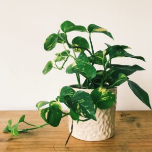 Golden Pothos