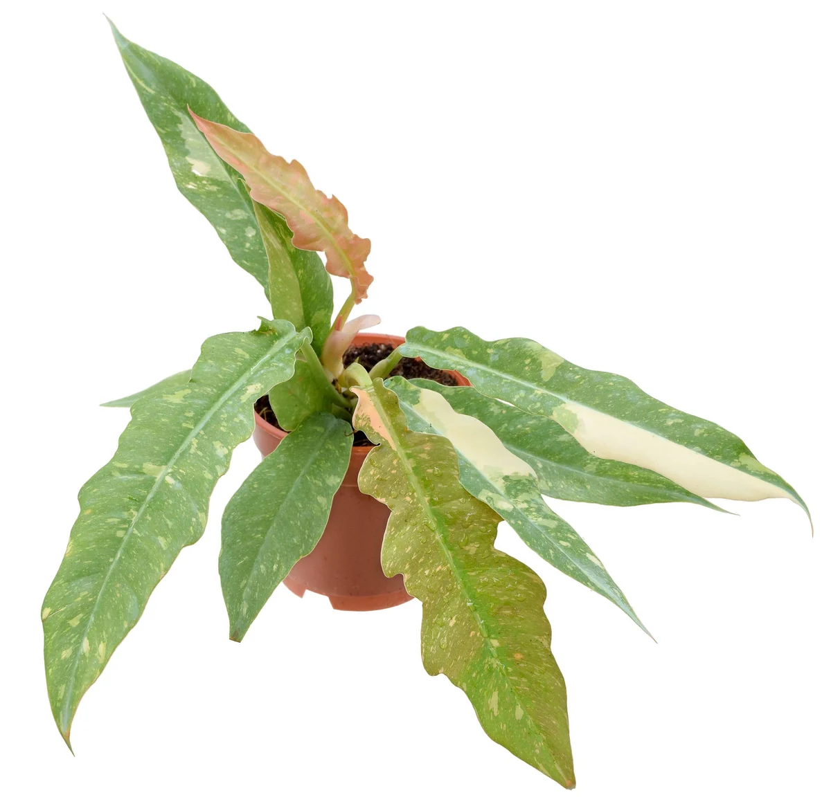 Philodendron Ring Of Fire (4 Inch)